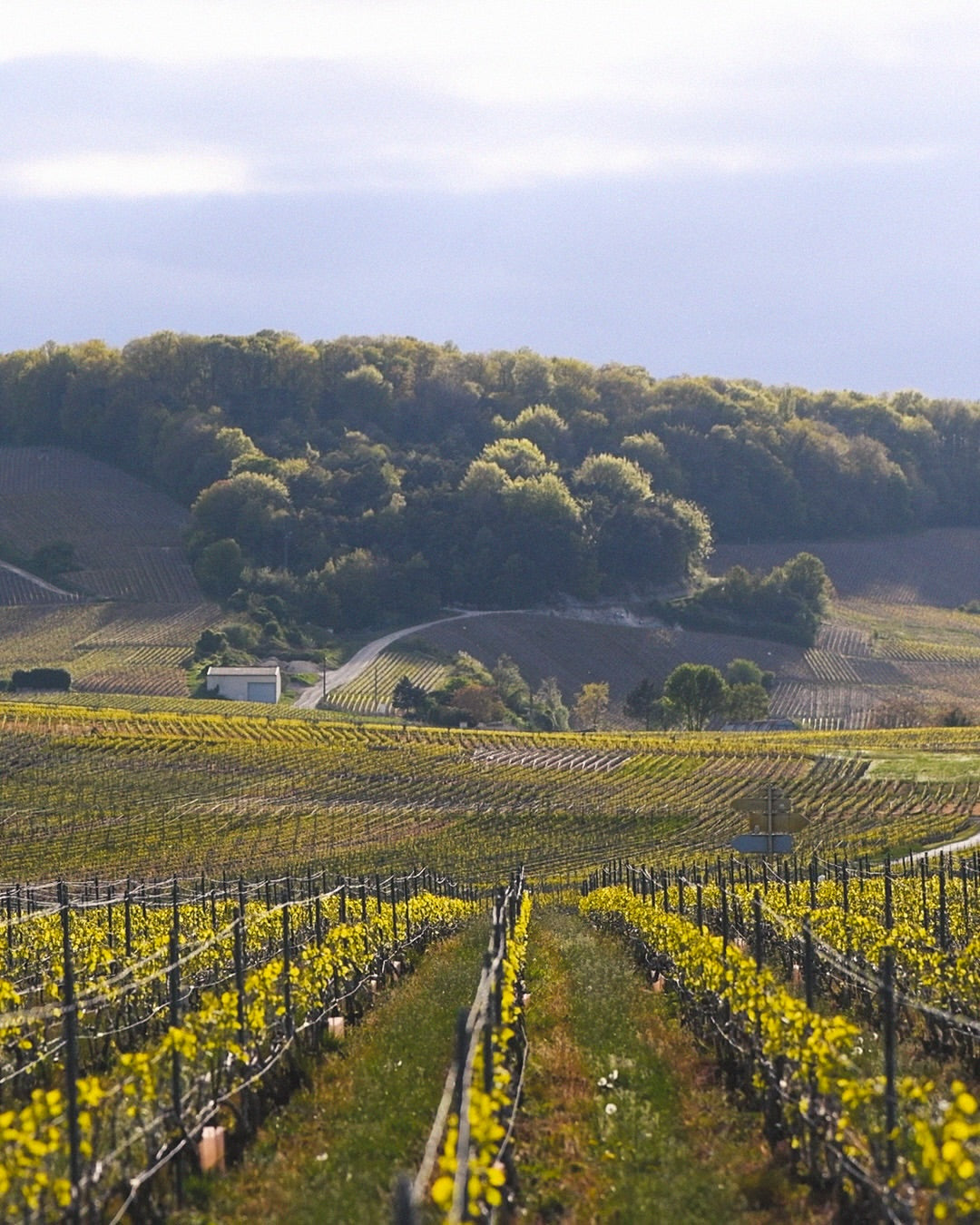 Beau Domaine by Brad Pitt & Famille Perrin