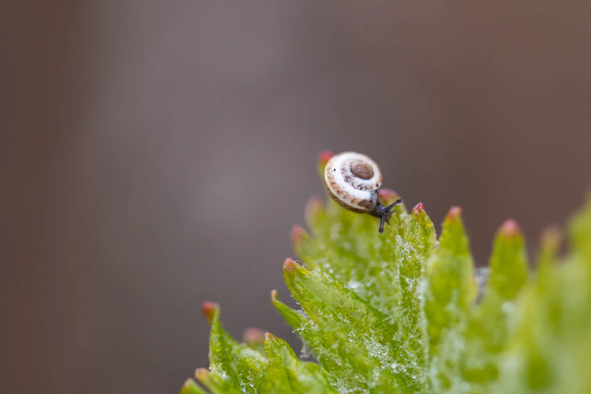 Beau Domaine by Brad Pitt & Famille Perrin